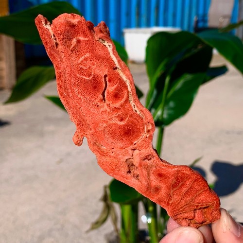 37g corallo morbido rosso - 37g,
