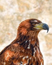 648933 Poster Stampa da Parete