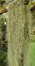 Tillandsia usneoides - tillandsia,