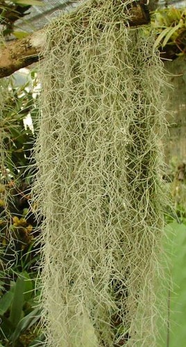 Tillandsia usneoides - tillandsia,