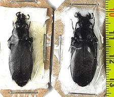 Carabidae, Carabus