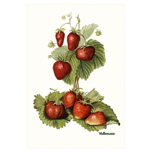 Canovaccio cucina vallesusa - cucina,