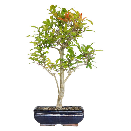 Bonsai melograno - -,