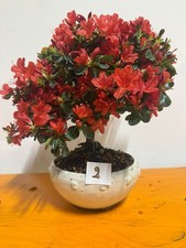 Bonsai azalea fiore rosso - bonsai,