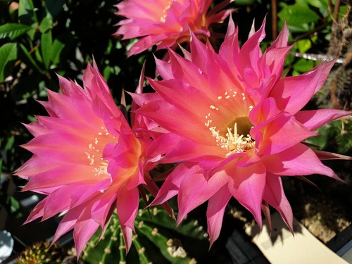 Cactus echinopsis warm - cactus, heart