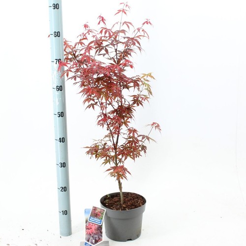 Acero giapponese acer - acero, "acer