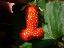 FRAGOLA A FORMA DI PENE, 50 SEMI + OMAGGIO