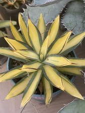 Agave Bruciata Borgogna Media