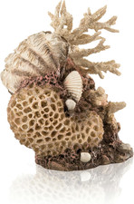 48360 - Conchiglia Decorativa in Corallo, Colore Naturale