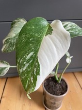 Monstera Deliciosa variegata (Syngonium/Philodendron)