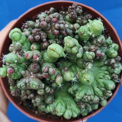 Mammillaria bocasana fred - mammillaria, cv.