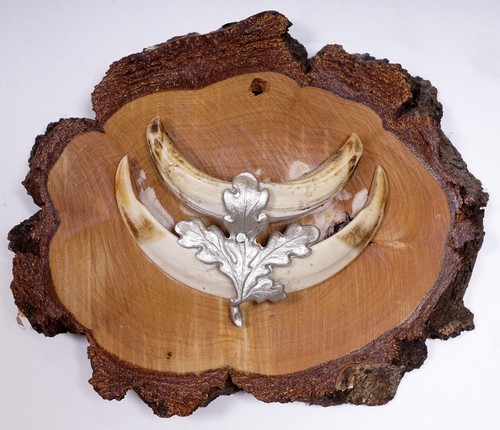 Bellissimi trofeo denti - bellissimi,