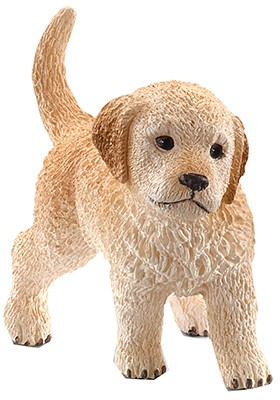 Golden retriever puppy - golden,