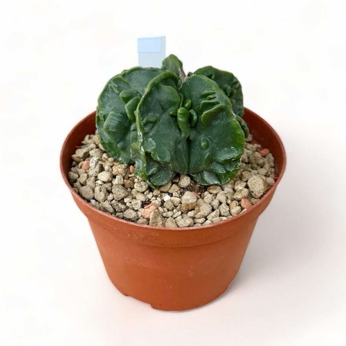 Astrophytum myriostigma - astrophytum,