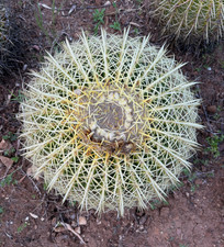 Echinocactus grusonii pianta - echinocactus,
