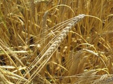 100 Graines D’orge De