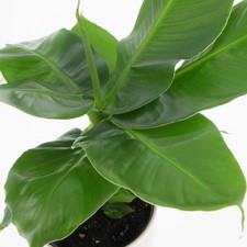 1PIANTA MUSA DWARF CAVANDISH, VASO 17CM, PERENNE