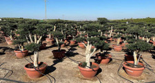 Ulivo Olivo pon pon "Olea europea" bonsai in ciotola da 90 litri FOTO REALI