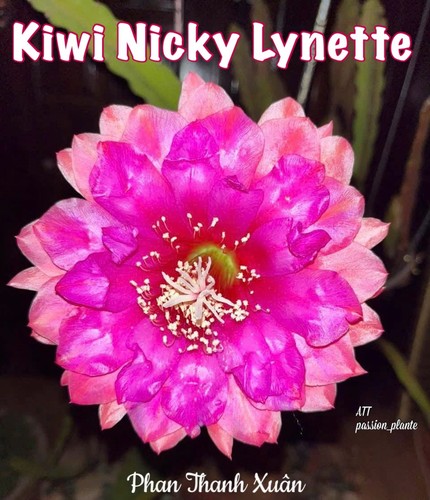 Epiphyllum nicky lynette - ✨,