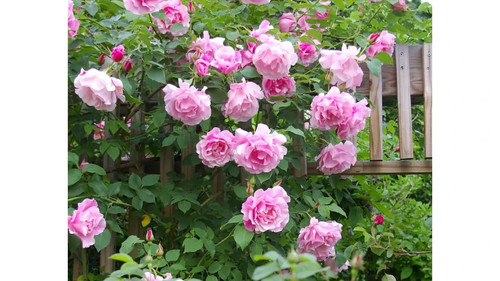 Semi rosa rampicante - semi,