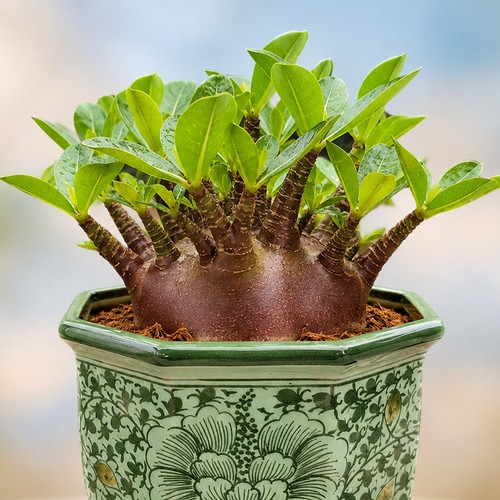 Dragon flame adenium obesum - dragon-flame,