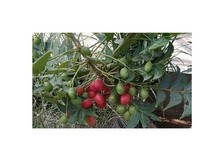 2x Harpephyllum caffrum prugna