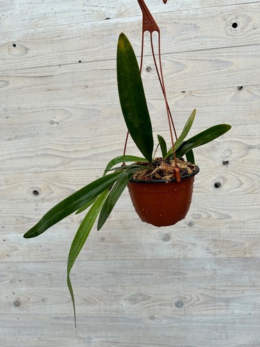Bulbophyllum pride papua - pride,