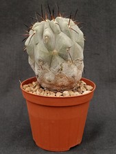 Copiapoa cinerea (Chile) PLANT