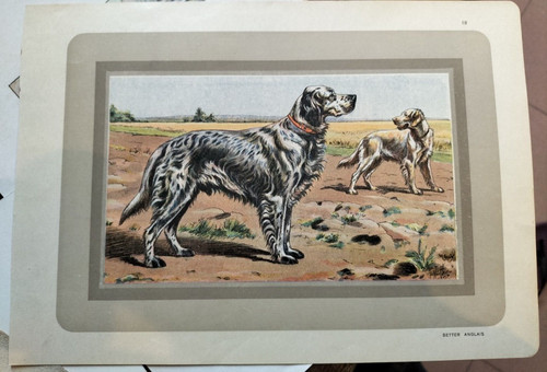 Setter anglais 1931 - anglais,