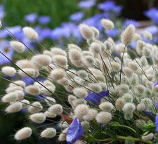 100+ Semi Lagurus ovatus