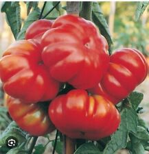 250 SEMI DI POMODORO  COSTALUTO FIORENTINO  - NO CUORE DI BUE -SEMENTI ORTAGGI