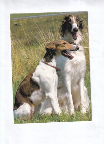 G2397 cane barsoi levrieri - g2397,