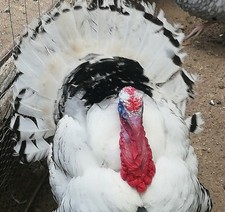 10 Uova Feconde di Tacchino