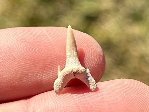 Dente squalo fossile - dente,
