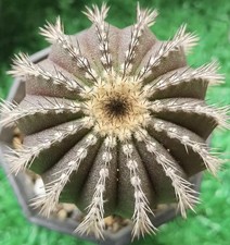 4-6 cm rara pianta succulenta