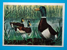 Figurina Panini-ANIMALI DI TUTTO IL MONDO 1965-n.225-GERMANO REALE-rec