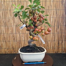 Bonsai di Melo h 45cm Visita