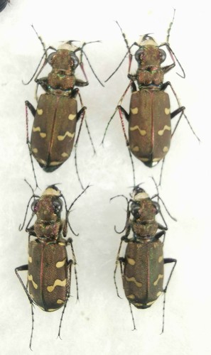 Carabidae cicindelidae - carabidae,