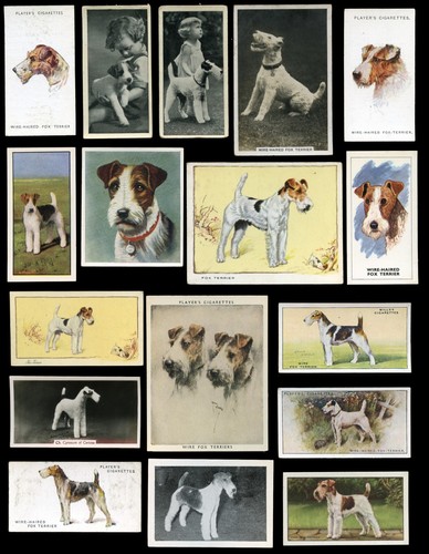 Wire fox terrier wft - fox,