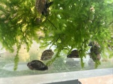 200 Pond, Bladder Snails