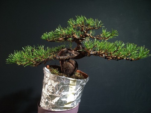 Pinus sylvestris coltivato