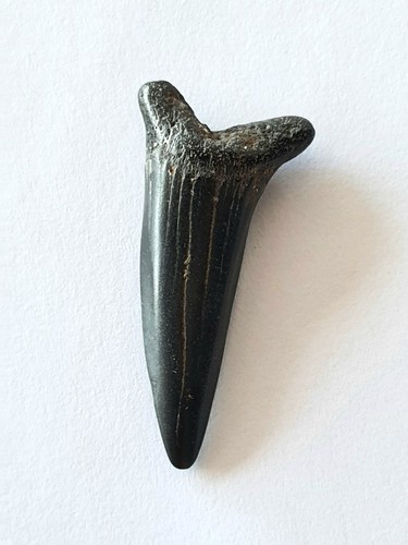 Otodus denti squalo - denti,