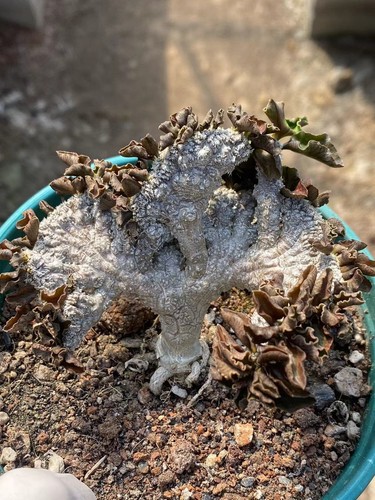 Pianta cactus succulenta - pianta, di