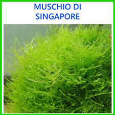 pianta piante vere vive raro moss muschio acquario vivo di acqua dolce 5x5 cm