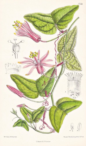 Passiflora capsularis brasil - passiflora,