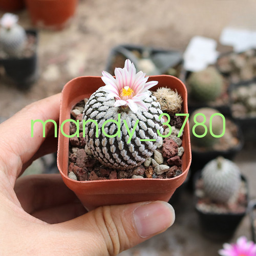Pianta cactus turbinicarpus - cactus,