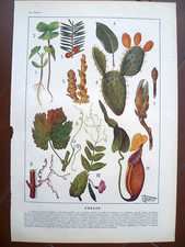 Stampe vintage PIANTE, FIORI E FRUTTI - Enciclopedia POMBA - Ed. UTET - Anni '50