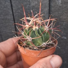 Echinocactus parryi (Juarez