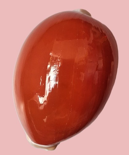 Cypraea aurantium grandi - aurantium,