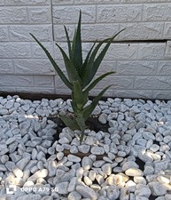 ALOE ARBORESCENS
